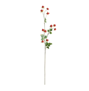 WILD RASPBERRY STEM 31"