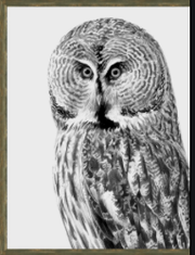 GREAT GREY OWL OF THE NIGHT