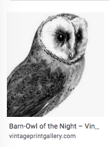 BARN-OWL OF THE NIGHT